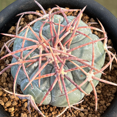 9　エキノカクタス　花王丸　実生苗