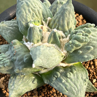 10　アリオカルプス　村主モンストローサ花牡丹　村主氏実生苗