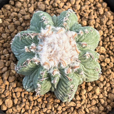 11　Aztekium ritteri(花籠)　実生苗