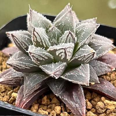 3-1 Haworthia venusta hybrid