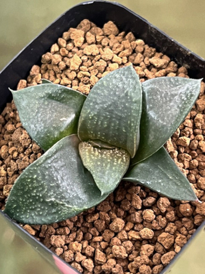 3-2 ガステリア　エクセルサ交配特選　コンパクタ(NS1)