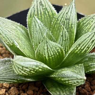 3-3 実生苗　ティンゴジラNS1/2(ティンカーベル&times;ゴジラNo,23)&times;(ゴルドブル&times;紅葉錦)