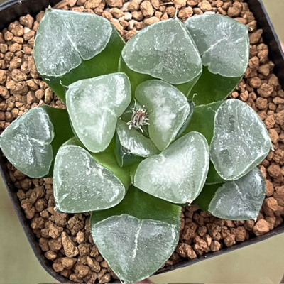 3-4 「クリスタルボール」白雲の特丸窓