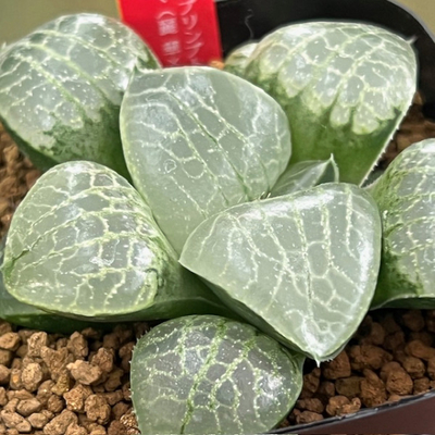 3-5 実生苗　月光未来(月光スプリンプト&times;未来スプリンプト)&times;麗華水晶ダルマ(麗華&times;N水晶コンプト)