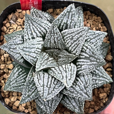 3-6 実生苗　白銀永井(白銀ピクタ&times;ピグマエア)&times;指輪物語(WM52ウィミー交配美種)