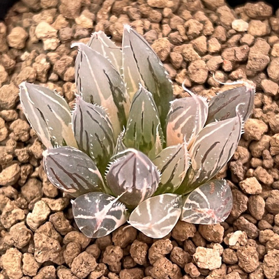 3-7 H.daidii錦　Payne's Hill t.l 極上斑