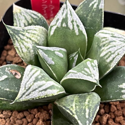 3-8 実生苗　プラチナスター(ブーメラン&times;プラチナ)&times;Wブーメラン(ブーメランKN2&times;ブーメランKN3)