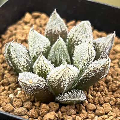 3-9 実生苗　パリダの妖精(Jパリダ交配&times;森の妖精)&times;銀世の妖精