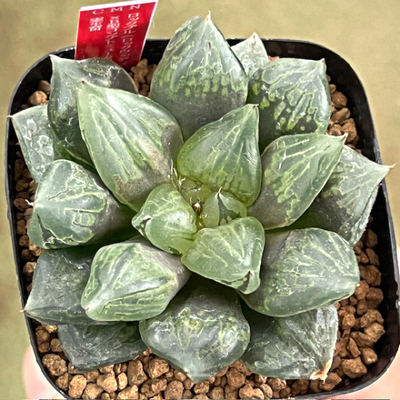 3-10 実生苗　ロックブル(ロックウッディー&times;ブルエンペラー)&times;B型コンプトミュータント