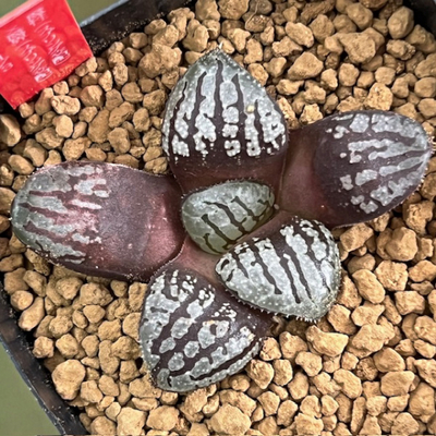 3-11 魔性(スプリング交配)&times;魔界(スプリング交配)NS-1/3