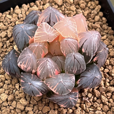 3-12 ブラック水晶オブツーサ錦　大型変異ブラックオブツーサ　極上斑