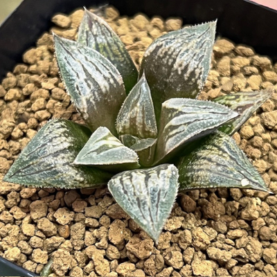 4-1 ボルオブレッド(NS1/1) ボルオブ(ボルシー&times;オブツーサ)&times;レッドブル(アトロフスカ&times;オブツーサ)