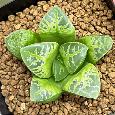 4-2 実生苗　緑王水晶(緑王コンプト&times;N水晶コンプト)&times;ミニスカ獅子(白獅子&times;ミニスカボール)