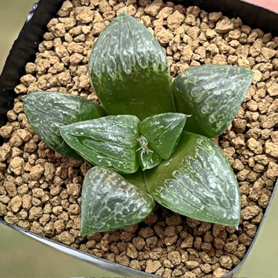 4-3 実生苗　長葉ドーム(朝霧コンプト&times;つちのこ)&times;黒影般若(黒影&times;裏般若)