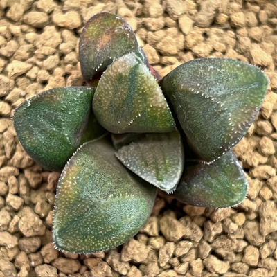 4-4 実生苗　妖界化粧(妖鬼&times;紅化粧ピクタ)&times;ブーメラン鉄道(ブーメラン&times;白銀鉄道)