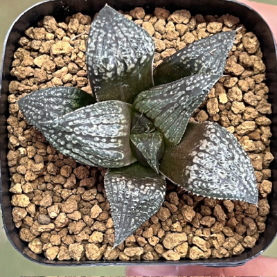 4-5 実生苗　ウルフティファニー(ホワイトウルフ&times;ティファニー)&times;葵452(花葵&times;GM452スプレンデンスKA1)