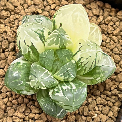 4-6 「妖 雪」丸頭オブツーサ　極上斑