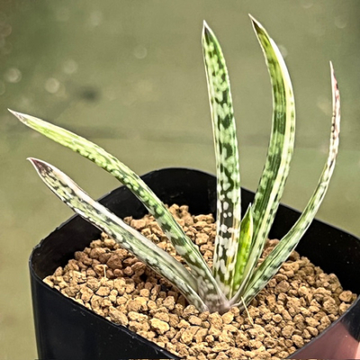 4-7 ガステリア　リリプターナ錦