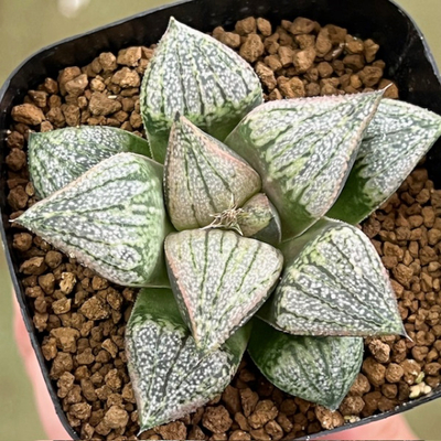 4-8 紅竜白雲(紅竜&times;白雪姫)&times;前人未踏(太黒線ドーム型ピクタ)