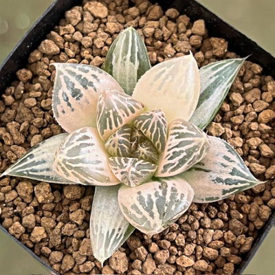 4-9 朝焼け錦　ピンク色のオブツーサ交配美種