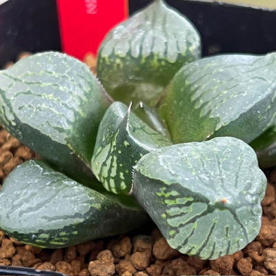 4-10 実生苗　荻原コンプト&times;本間般若KA2