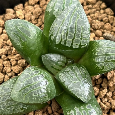 4-11 実生苗　親指姫(スプリング交配美種)&times;魔界竜(スプリング交配美種)