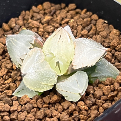 4-12 「氷 玉 鸞」 