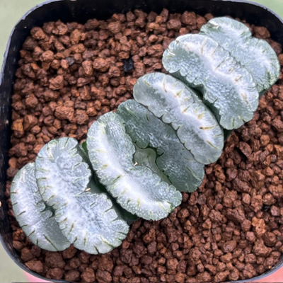 5-1 福娘　白雲の特大窓