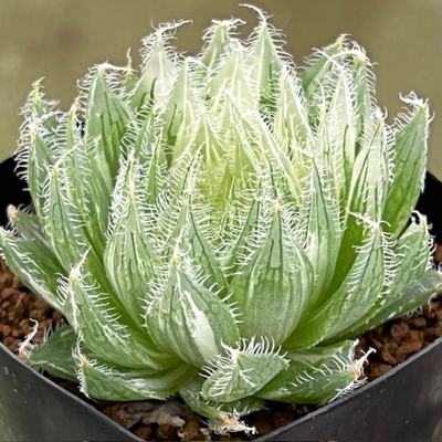 5-2 ボルシー錦NS ボルシー錦×ボルシー