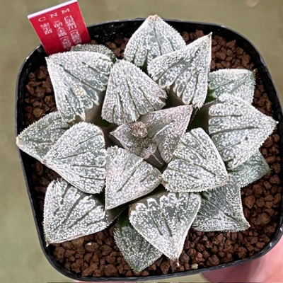 5-3 実生苗　白銀堀川(白銀鉄道×堀川ピグマエア)×前人未踏(太黒線ドーム型ピクタ)