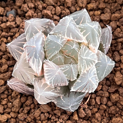 5-4 レッド レンズ オブツーサ錦　極上斑