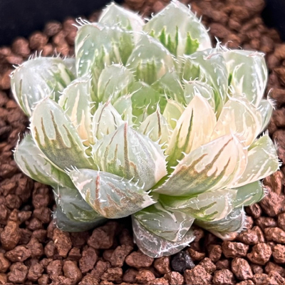 5-5 姫桜錦(翠雲) 変異型エメラルドLED 極上斑