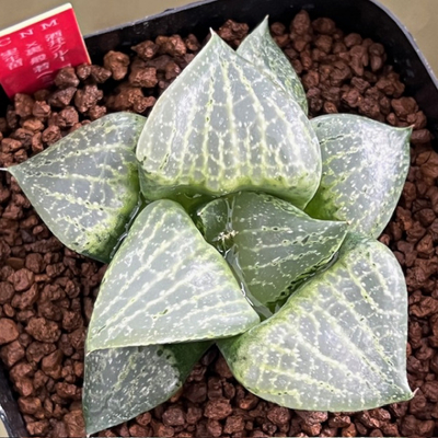 5-6 実生苗　酒井ブルーコンプト(SAN6)×裏般若(ミュータントB型コンプト)