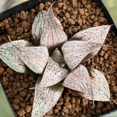 5-7 実生苗　GM452スプレンデンス実生特選NS1/2×タージマハル(GM452スプレンデンス特選)