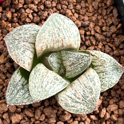 5-8 実生苗 ホワイトウルフ(スプレンデンス交配美種)×雪景色(スプレンデンス交配美種)