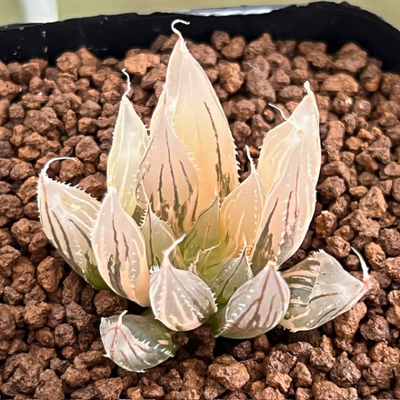 5-9 H.davidii錦　Payne's Hill t.l　極上斑