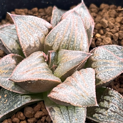 5-10 ピンクレディー(スプレンデンス交配美種)×(白銀青木×ウルフゼブラKN2)ピンクゼブラ(NSC1/1)