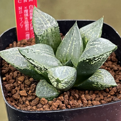 5-11 実生苗 白流乱舞(白流コンプト×乱舞コンプト)×瑠璃水晶般若(瑠璃水晶×本間般若N4)NS-7/7