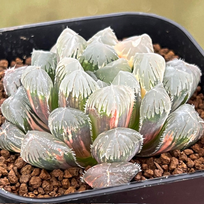 5-12 「赤い鳥」赤斑オブツーサ錦　