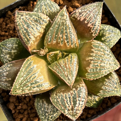 6-1 実生苗　ムチカホワイト(シルバームチカ&times;ホワイトウルフ)&times;ピンクパルテ(ピンクレディー&times;パルテノン)