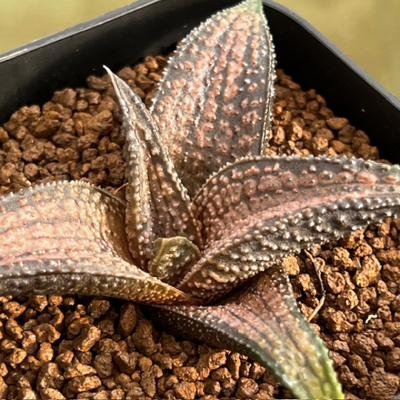 6-2 鬼ヒトデ　コエル&times;錦帯橋