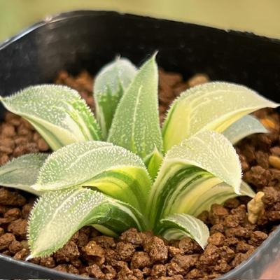 6-3 実生苗　特Aピグマエア錦(鮮明斑)&times;Wミュータント(クロムミュータント&times;ミュータント)斑入NS-3/5