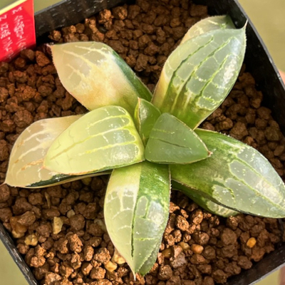 6-5 実生苗　ムチカ錦NS1(ムチカ交配特選)&times;N水晶コンプトニアーナ斑入