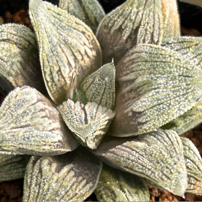 6-6 「Wキャッスル」(NS1)白帝城(ウィミー交配美種)&times;白青城(ウィミー交配美種)