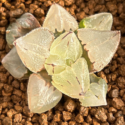 6-7 「氷 玉 鸞」