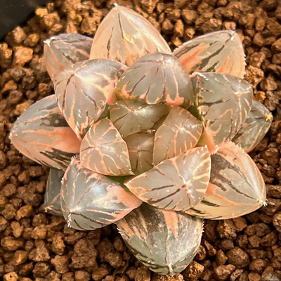 6-8 OMダルマ黒オブツーサ錦　極上斑