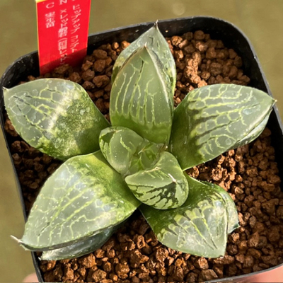 6-9 実生苗　ヒップアップコンプト&times;レッド般若(招福レッド&times;裏般若)