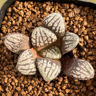 6-10 魔性(スプリング交配)&times;魔界(スプリング交配)　NS-1/3