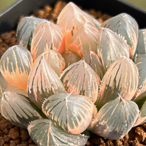 6-11 「ブラック水晶オブツーサ錦」大型変異ブラックオブツーサ 極上斑