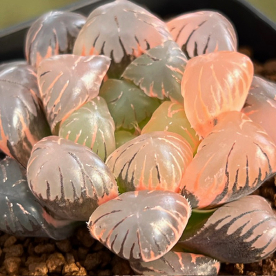 6-12 「李 紫 錦」大型変異ドドソン紫オブツーサ　極上斑